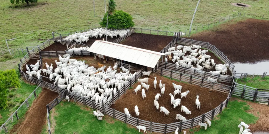 Confinamento bovino em MT deve crescer 55% em 2026, aponta proje��o do Imea