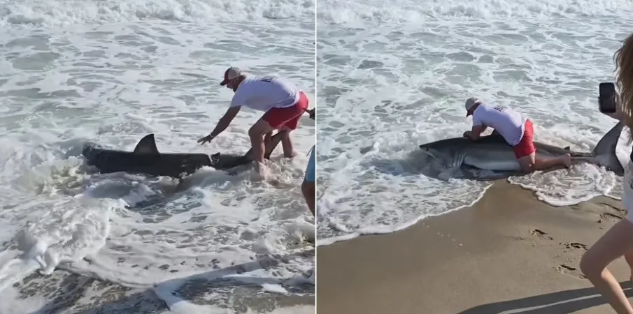 Brasileiro filma pescador que fisgou tubar�o-branco e o libertou de volta ao mar