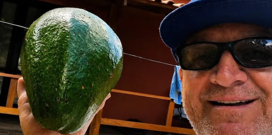 Abacate gigante de quase 2,5 kg � encontrado no Esp�rito Santo e fica perto do recorde mundial