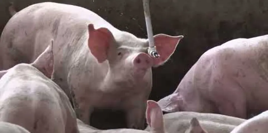 Manejo no inverno � essencial para manter a produ��o de porcos