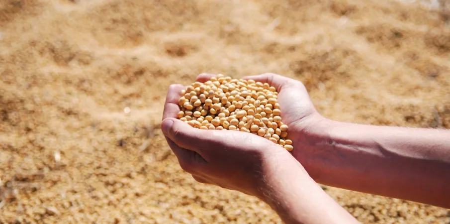 Soja atinge maior pre�o de 2026; analista explica os fatores que sustentam a alta da commodity