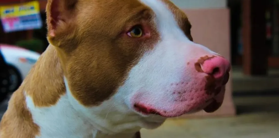 Homem quebra casa dos pais e usa pitbull para atacar policiais em MT