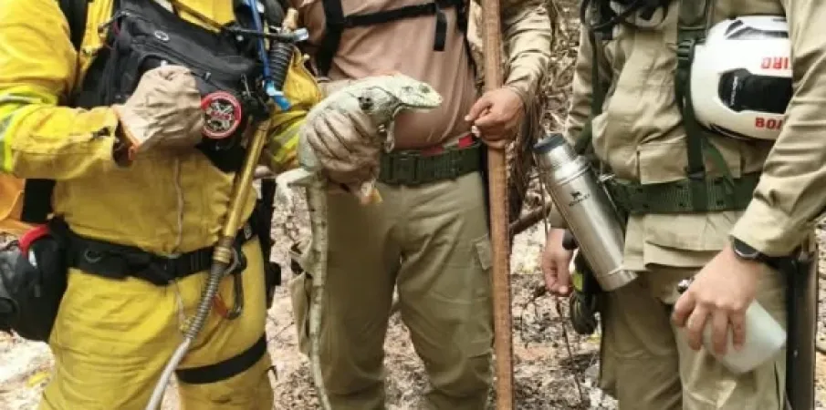 Bombeiros de SP enfrentam trilhas e rios para apagar fogo na floresta do Amazonas e salvam lagarto desidratado